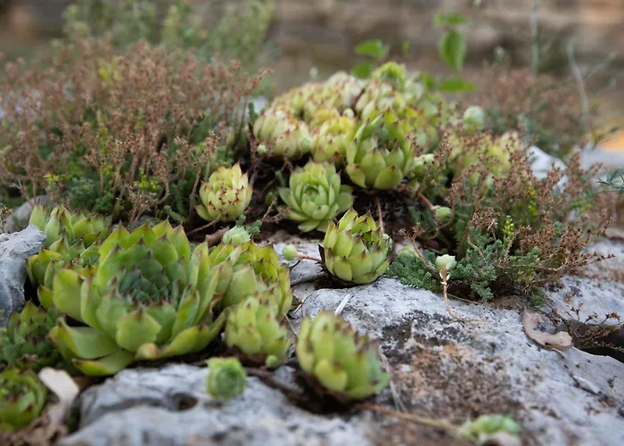 Jala Apartman Medaki
